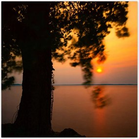 Poszterek 70x70 Fa Napnyugta