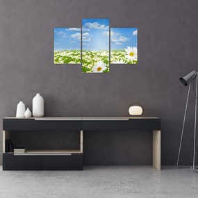 A virágzó rét százszorszépekkel képe (90x60 cm)
