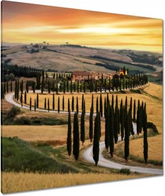 Vászonkép 90x90 Gyönyörű ciprusfák Toszkánában