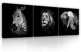 Vászonkép 3 darabos, Állatok fekete-fehér, 3 db 25x25 cm méret