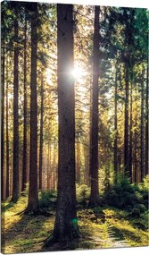 Vászonkép Erdő Nap Fák Tavasz Reggel 70x120 cm