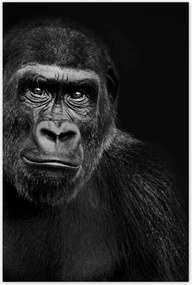 Poszter 60x90 Fekete alföldi gorilla