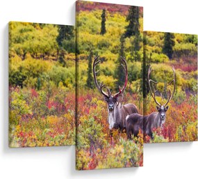 Kép - Caribou, Alaszka (90x60 cm)