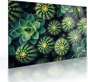 Üveg kép - Kaktuszok (70x50 cm)