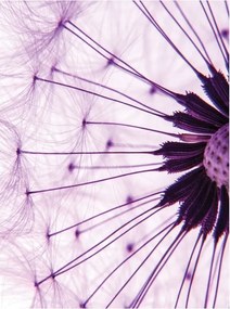 Pitypang természet finomsága fotótapéta vinil 184x254 +ragasztó