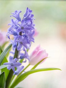 Poszter 60x80cm Jácint és tulipánok közelkép, Assaf Frank