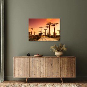 Üveg kép - Naplemente a Baobab Alley-ben (70x50 cm)