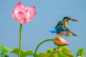 Művészeti fotózás The kingfisher,China, 13708458888 / 500px, (40 x 26.7 cm)