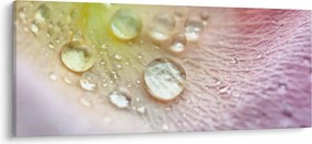Kép - Harmatcseppek (120x50 cm)