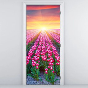 Fotótapéta ajtóra - Tulipán mező napsütésel (95x205cm)