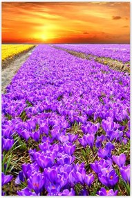 Poszterek 80x120 A krókuszok tengere