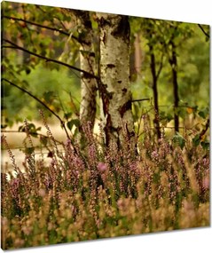 Vászonkép 80x80 Nyírfa a hangák között Erdő