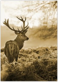 Poszterek 50x70 Szépia szarvas