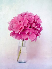 Fotótapéta Hortenzia Rózsaszín Csokor vázában Pasztell 206x275 +ragasztó