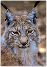 Poszterek 70x100 Hiúz közelről Vadmacska