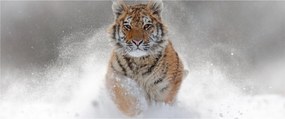 Futó tigris a hóban képe (120x50 cm)
