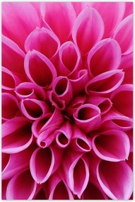 Poszterek 60x90 Liliom