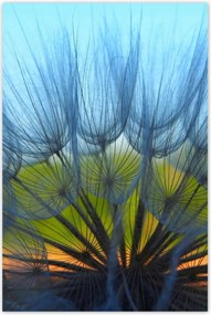 Poszterek 80x120 Pitypang Virág Virágok