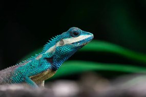 Fotográfia Close-up shot of The blue-crested lizard., Suphameth Jaruthaninphong