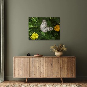 Kép - fehér pillangó (70x50 cm)