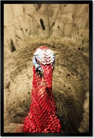 Poszterek keretben 40x60 Pulyka ünnep Usa