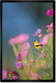 Poszterek keretben 40x60 Madarak