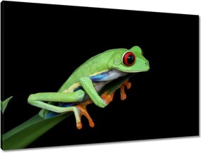 Vászonkép 90x60 Fogó színes béka