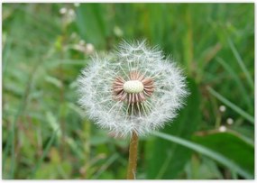 Poszterek 100x70 Pitypang Virág Virágok