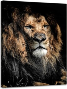 Vászonkép Felnőtt Oroszlán Állat 30x40