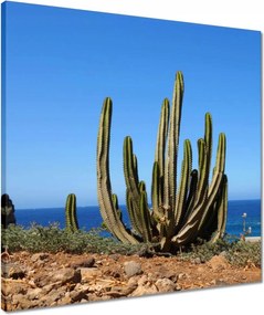 Vászonkép 50x50 Kaktusz a természetben Kilátás