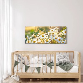 Kép - Százszorszépek (120x50 cm)