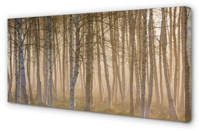Canvas képek Sunrise fa erdő 100x50 cm
