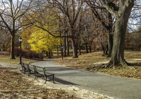 Poszter 29,7x21cm Ösvény a Central Parkon át, Assaf Frank
