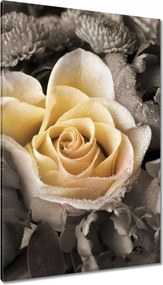 Vászonkép 80x120 Tearózsa