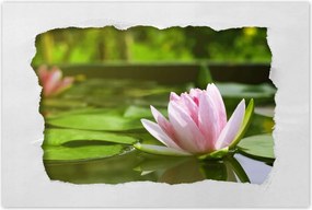 Poszterek 120x80 Vízi liliom