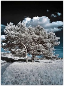 Poszterek 100x135 Fenséges fa