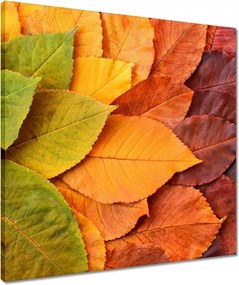 Vászonkép 50x50 Őszi színes levelek Levelek az ősz színeiben