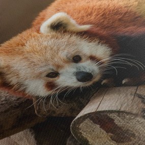 Vörös panda képe (órával) (90x30 cm)