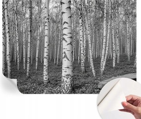 Fotótapéta Fali tapéta Hálószobába és Nappaliba Nyírerdő 208x146 cm