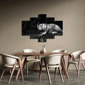Kép - albínó tigris, fekete-fehér (150x105 cm)