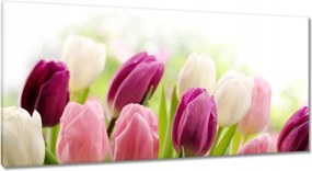 Vászonkép 115x55 Gyönyörű tulipánok