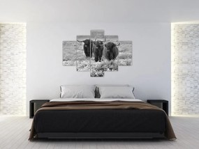 Kép - Skót tehenek (150x105 cm)