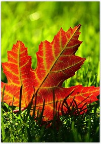 Poszterek 70x100 Őszi levél a fűben