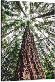 Vászonkép Fák Ég Természet Művészet 60x90 cm