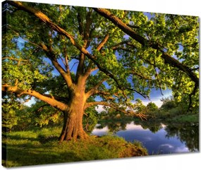 Vászonkép 40x30 Tölgy a croissant-ban Nyugat