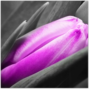 Poszterek 140x140 Lila tulipán