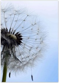 Poszterek 70x100 Hétköznapi pitypang