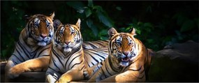 Kép - Tigris testvérek (120x50 cm)