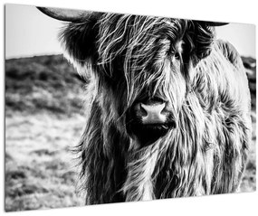 Kép - Highland - skót tehén (90x60 cm)