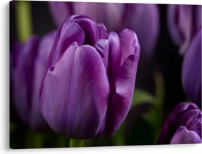 Tulipán vírág képe (70x50 cm)